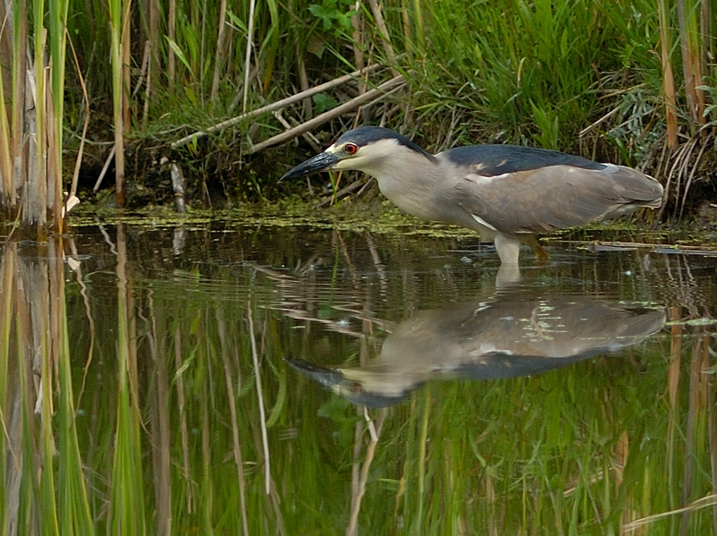 Black Crowned Night Heron Hunting