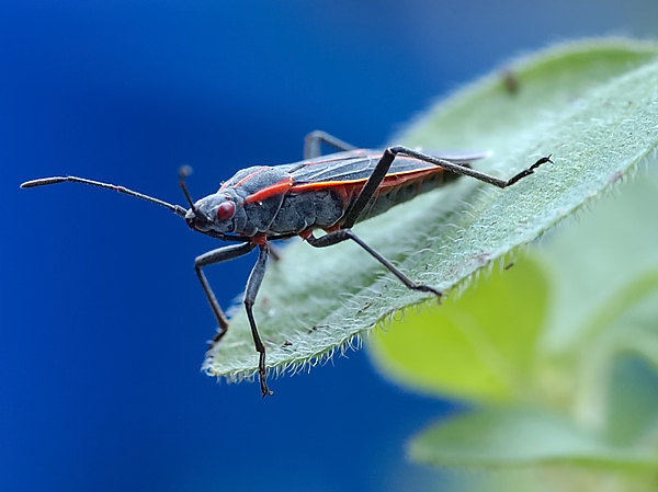 Red Beetle Bug