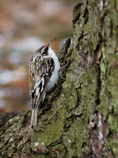 Tiny Tree Creeper