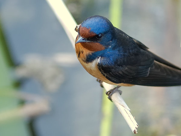 Barn Swallow