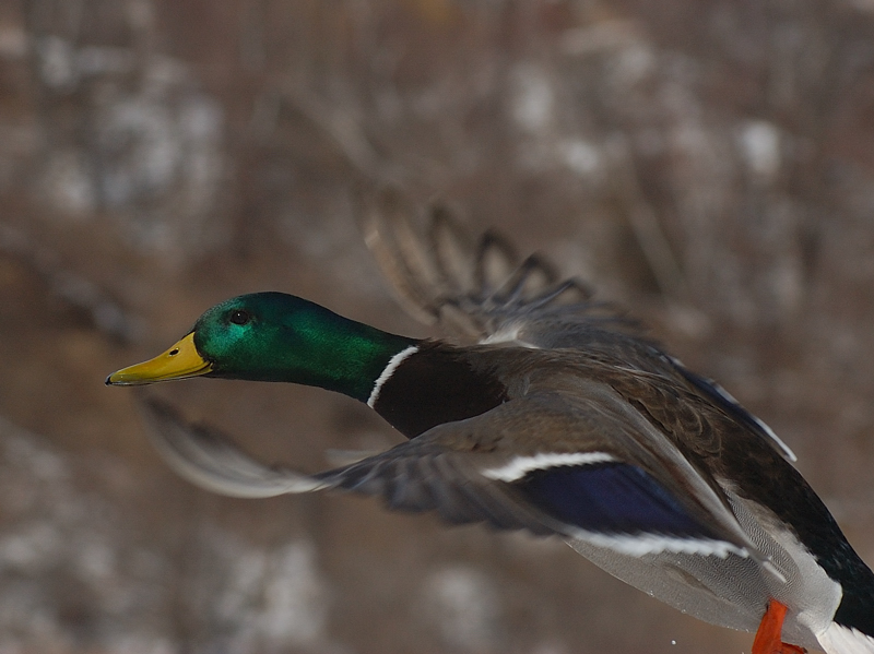 An In-Flight Mallard