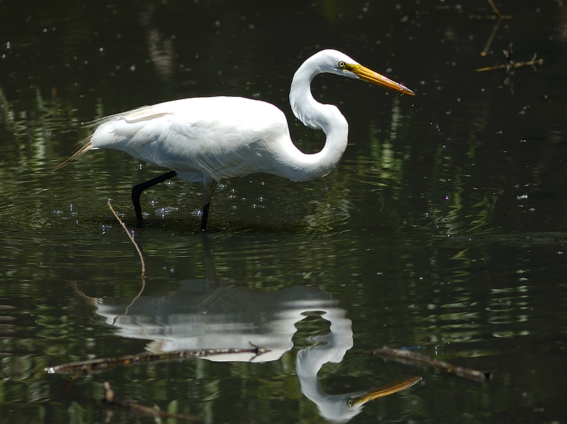 White Egret