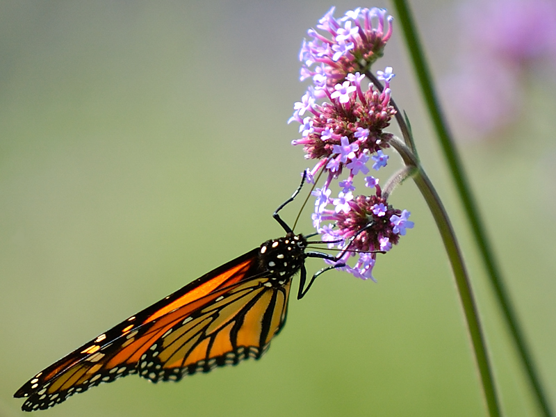 Monarch Butterfly