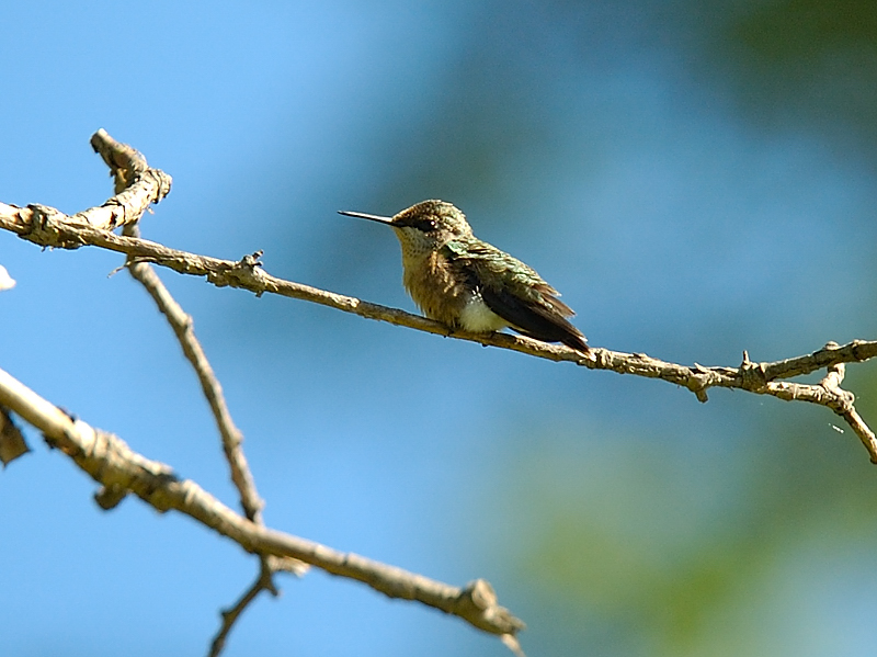 Distant Humming Bird