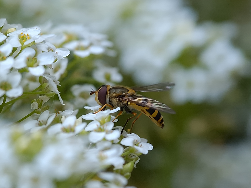 Hover Fly In White