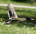 Fying Duck