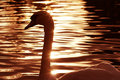 Sparkling Swan