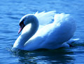 swan20071.jpg