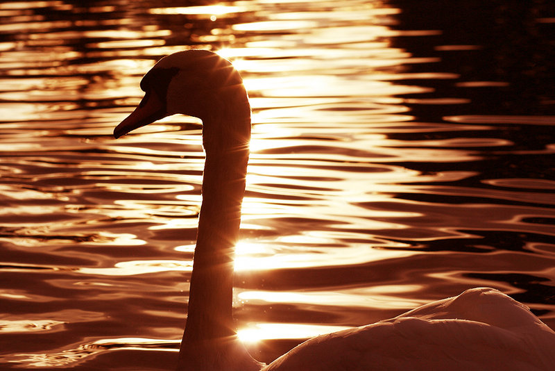 Sparkling Swan