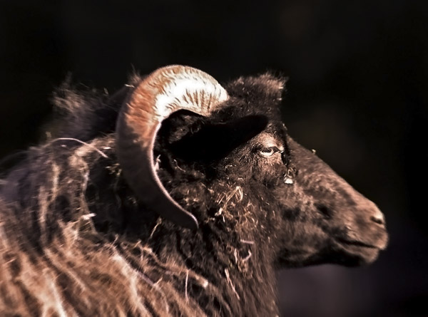 goatdpc.jpg