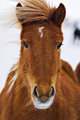 Icelandic horse