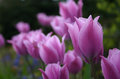 purple_tulips.jpg