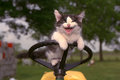 Kitten on tractor