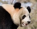Giant Panda