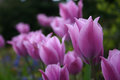 Purple Tulips