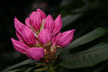 Norway Flower