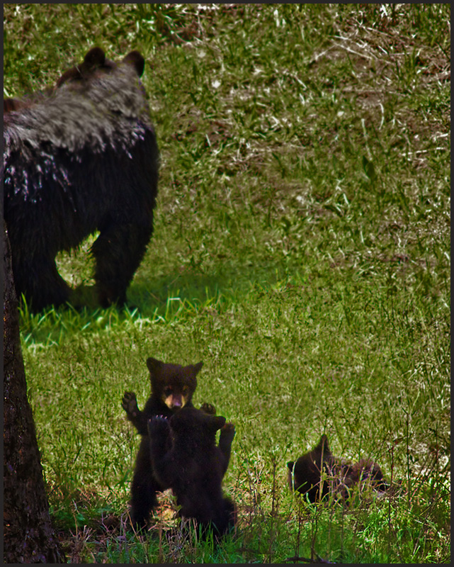 Mother Keeps Watch While the Children Play