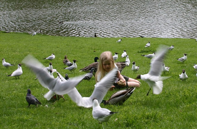 birds.jpg