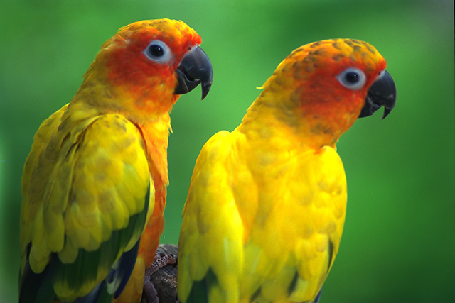 Sun Conures