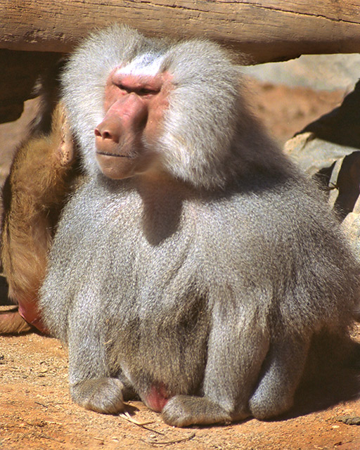 Big Baboon