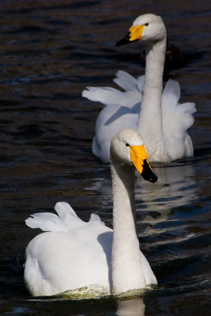 Swan Lake