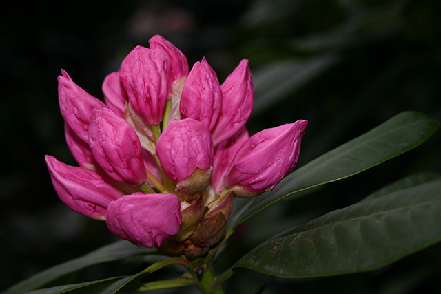 Norway Flower