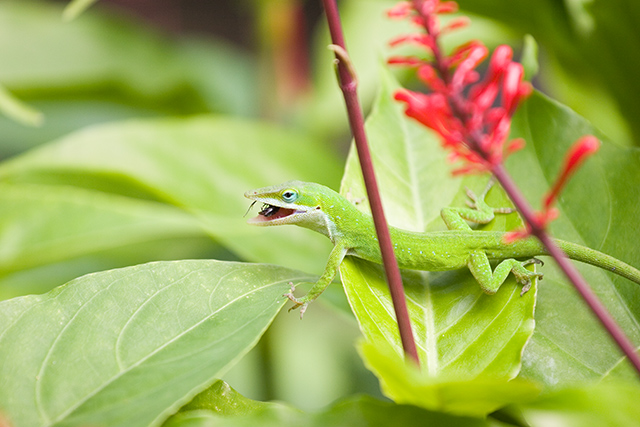 IMG_2116-raw.jpg