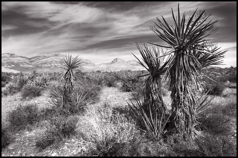 Desert Majesty