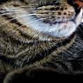 Nose