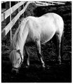 Grazing