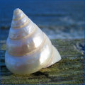 Shell!