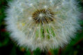Make a Wish!