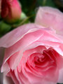 Fleur