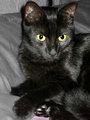 newkitty.jpg