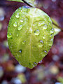 leaf.jpg