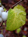 Leafity
