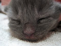 Sleepy