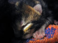 The tabby