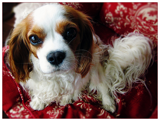 Lucy