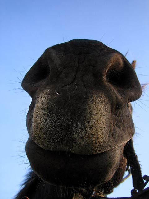 Alf?