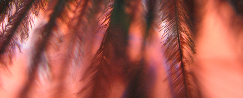 Feathers