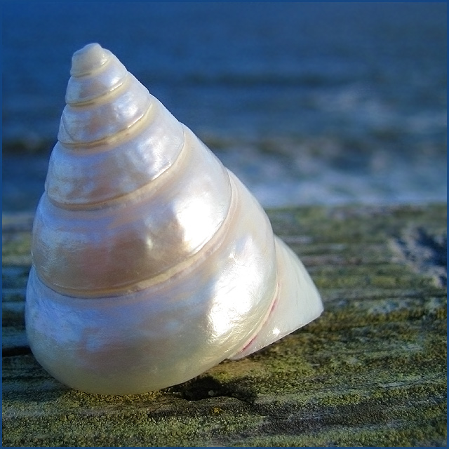 Shell!