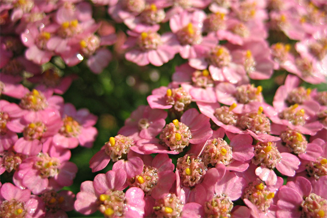 Pretty in Pink