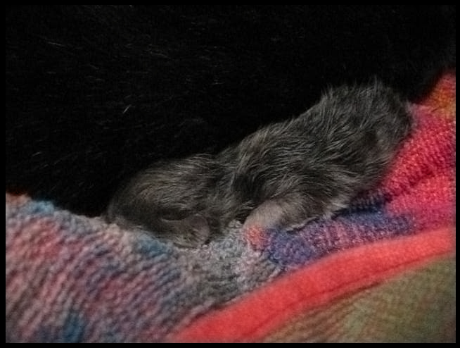 kitten2.jpg