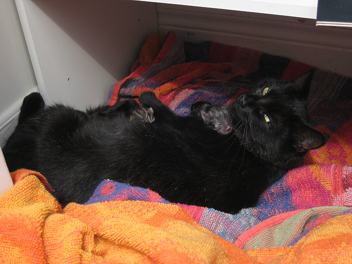 kittens.jpg