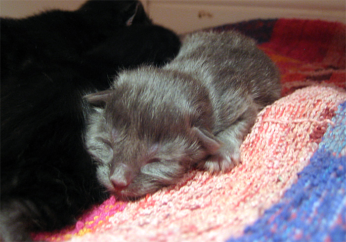 The grey one