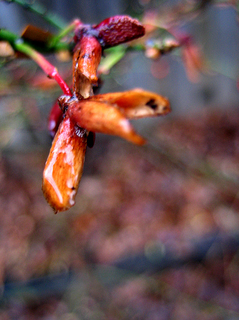Weird flowerlike thing.