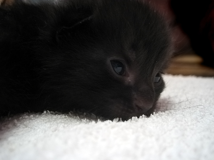 The Black one.