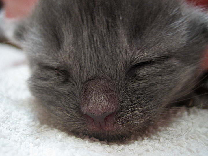 Sleepy