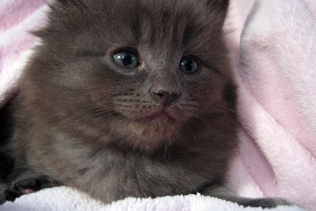Static cling nose.